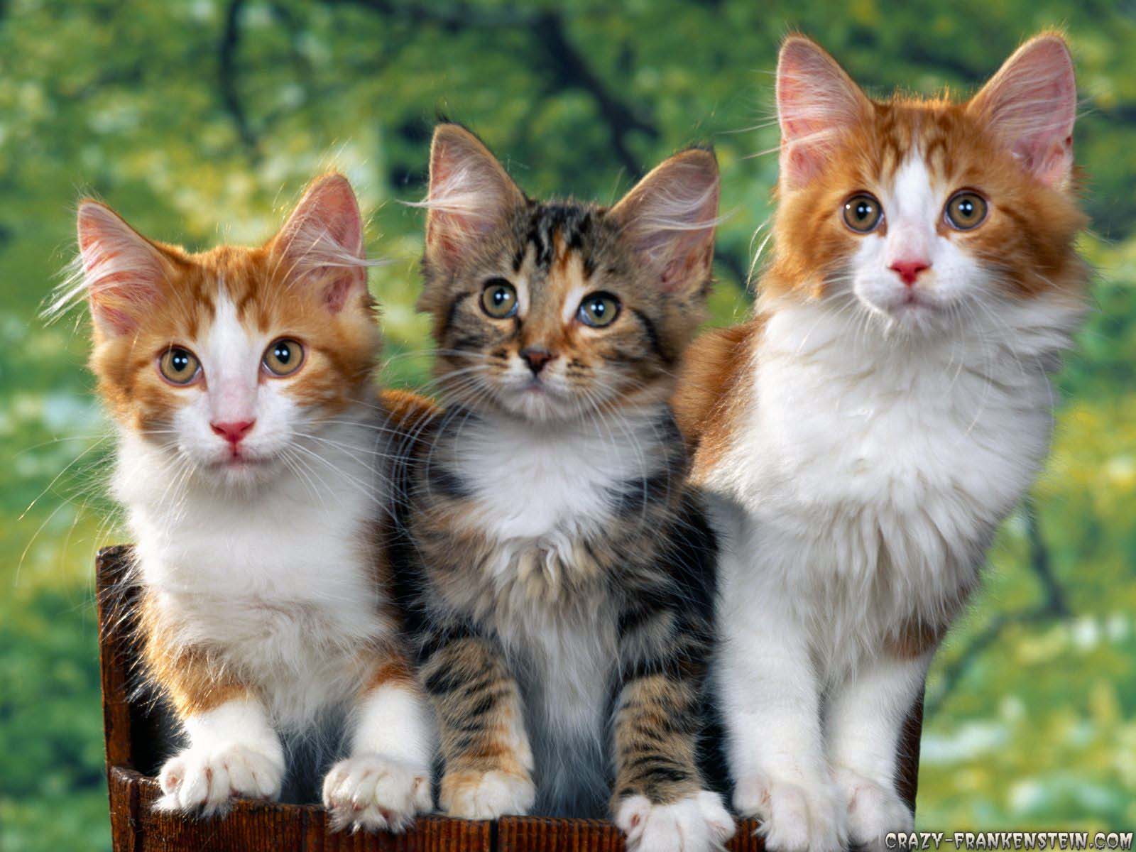 1600x1200 Animal Nature HD Wallpaper, 0.15 Mb