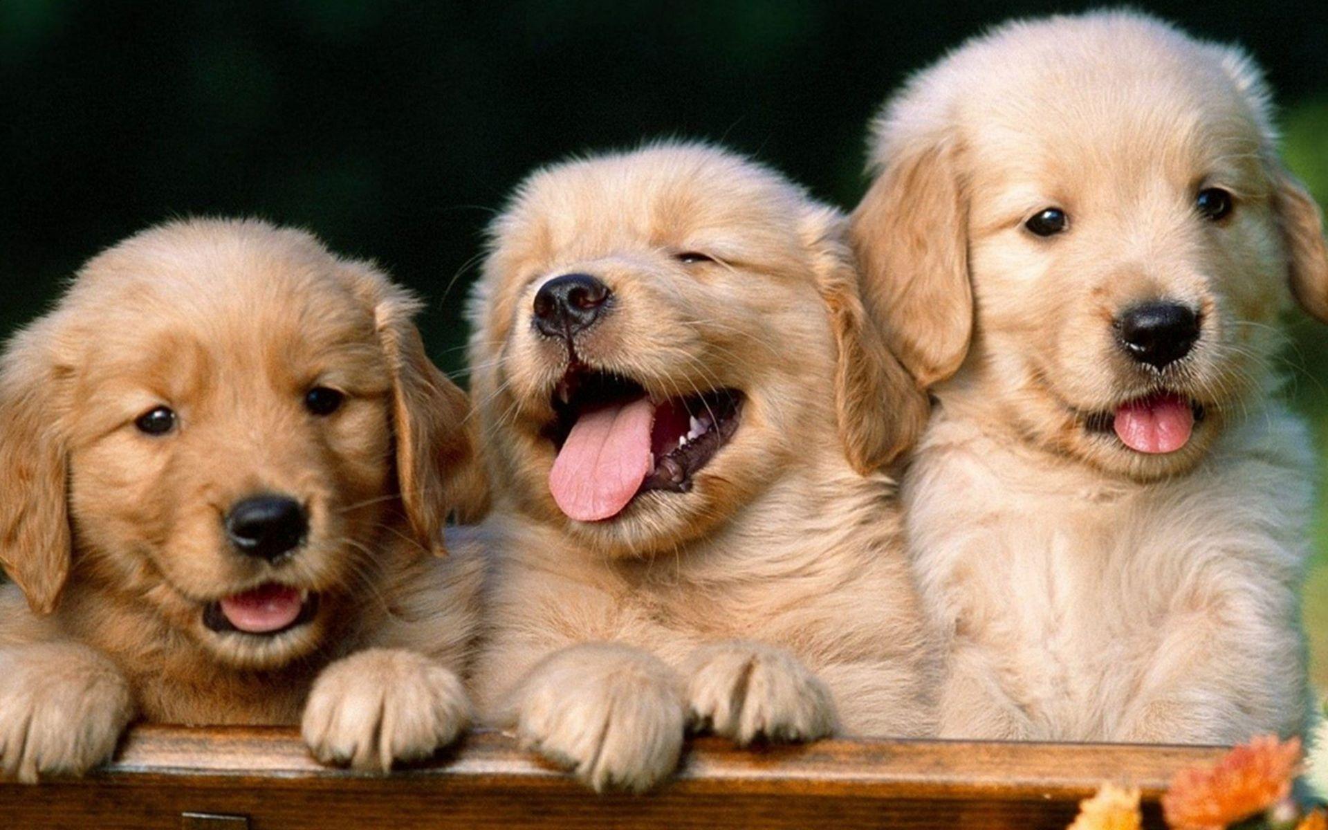 1920x1200 Cute Wallpaper The Family