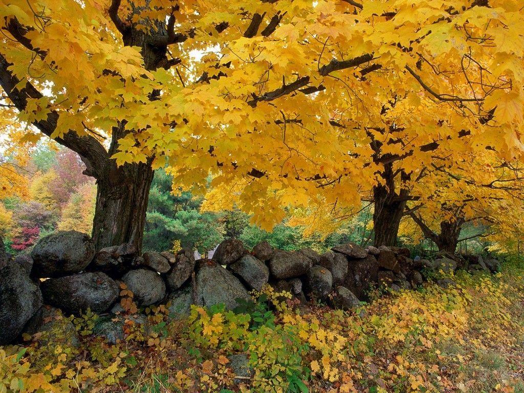 1024x768 Perfect rock wall in New England. Autumn landscape, Color of life, Autumn trees