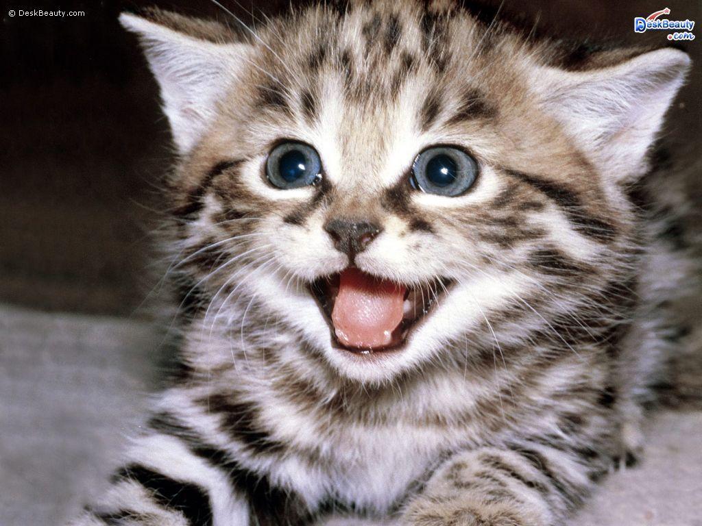 1024x768 Wallpaper Nature Animals Cute HD Cool 7 HD Wallpaper