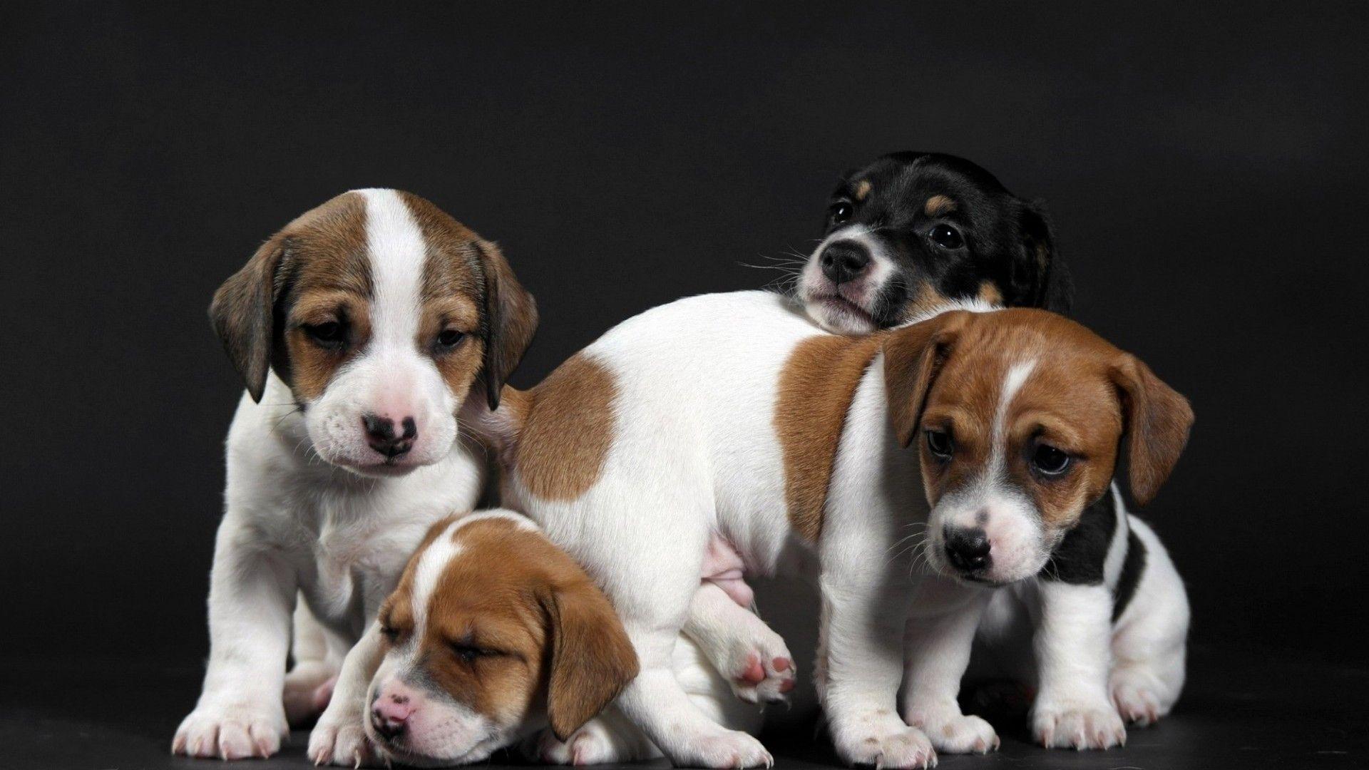 Hình nền HD 1920x1080 Cute Little Puppies