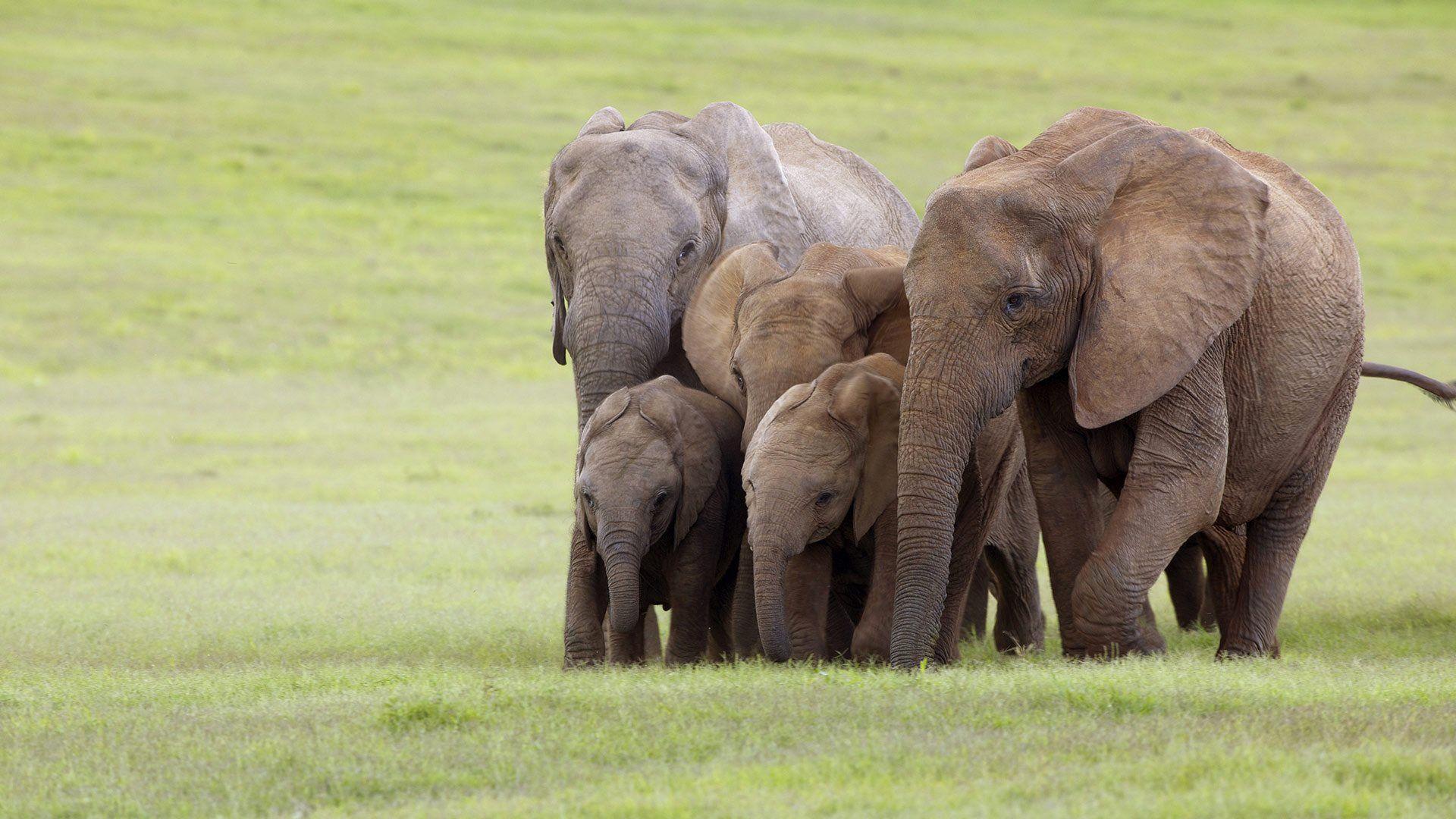 1920x1080 Download wallpaper Family elephants, cute animal, elephants, South Africa, Addo National Elephant Park for desktop with resolution 1920x1080. High Quality HD picture wallpaper