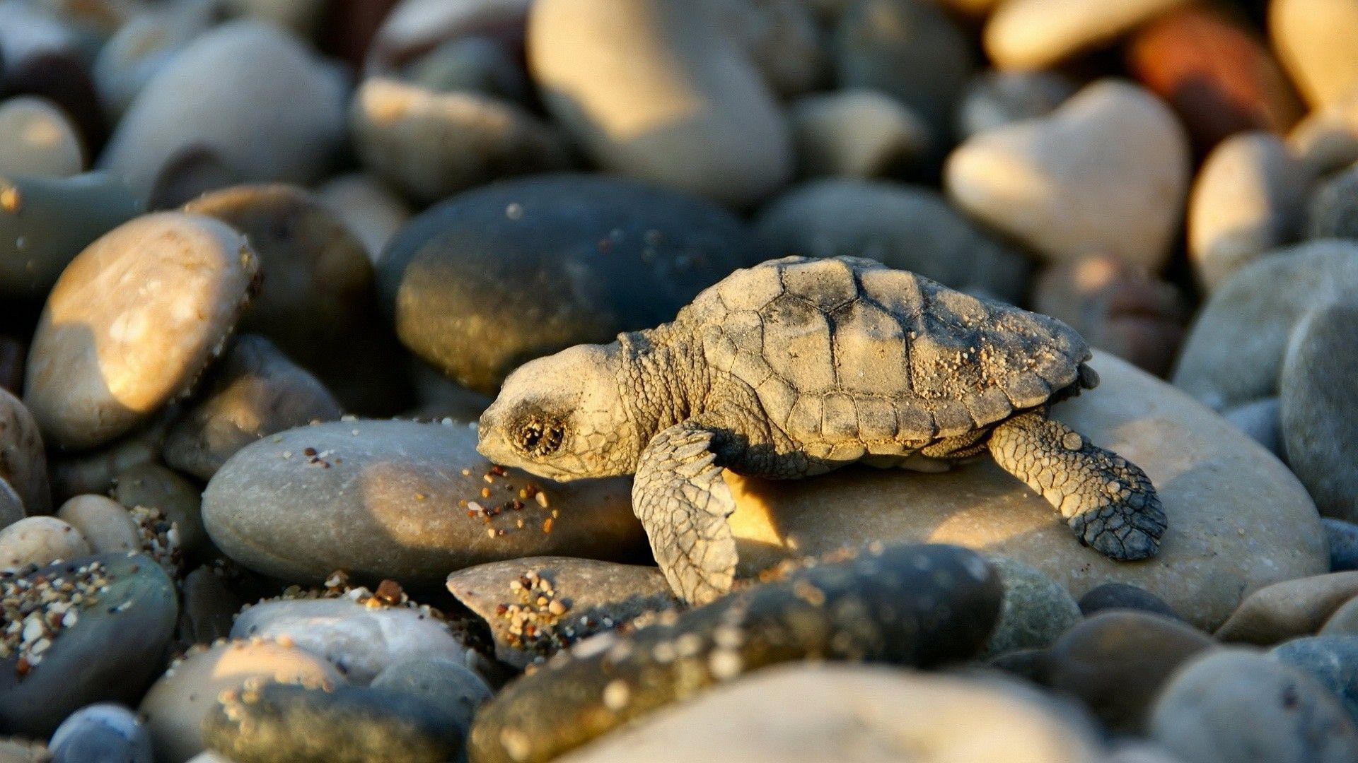 1920x1080 Animal Nature HD Wallpaper