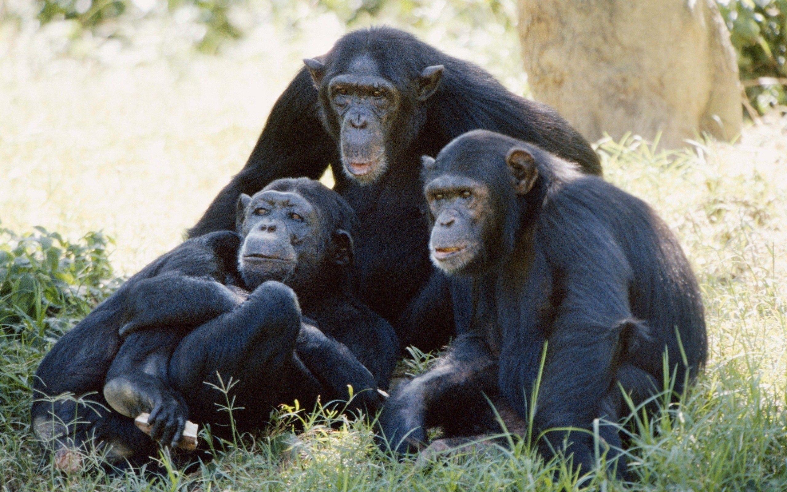 2560x1600 Chimpanzee wallpaperx1600