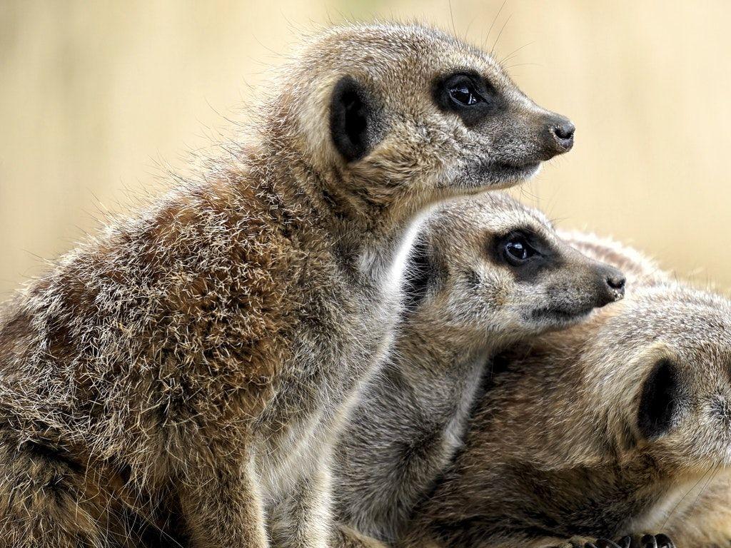1024x768 Brown Meercats HD Wallpaper