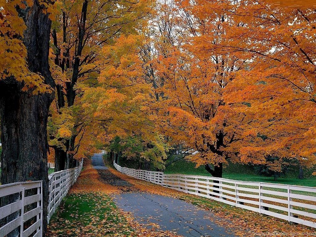 1024x768 Colors Of New England Autumn Free Desktop Background Free Desktop Background