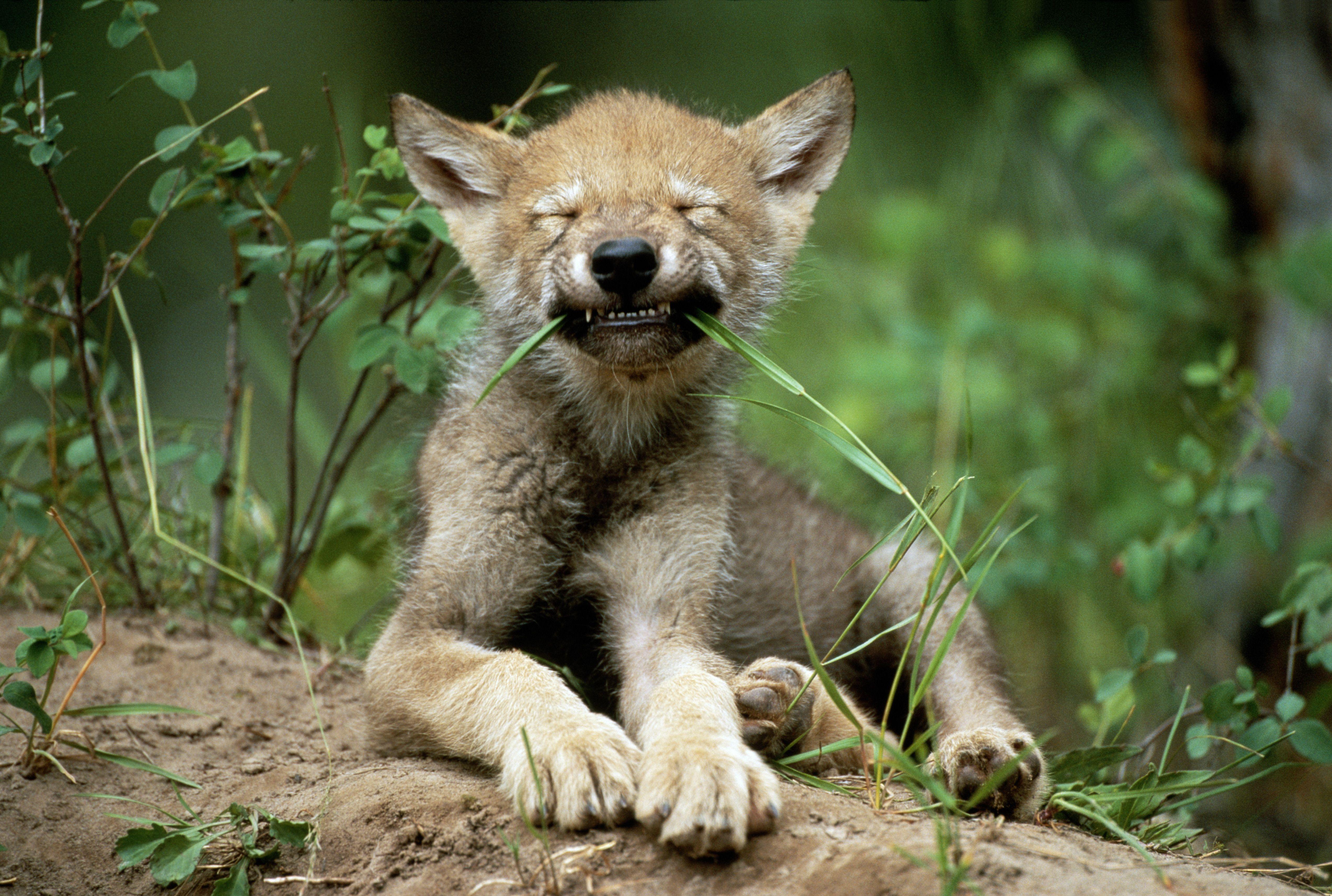 5092x3426 Funny Animal Picture Photo of Wild Animals