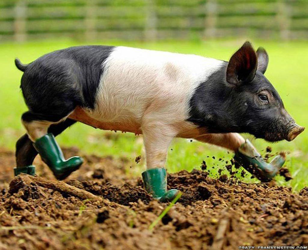 1025x832 Funny Animal Background