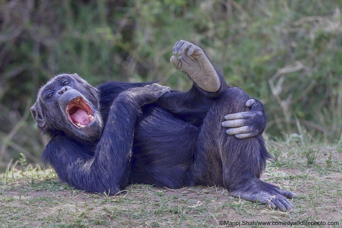 1200x800 Funny Animal Photo: An Appetizer for the Comedy Wildlife Photography Awards 2020
