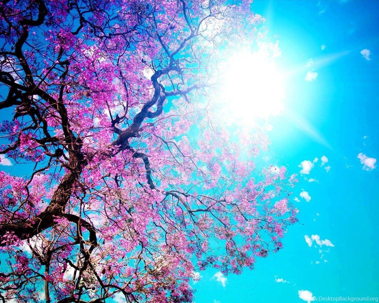 1280x1024 Blue And Pink Wallpaper