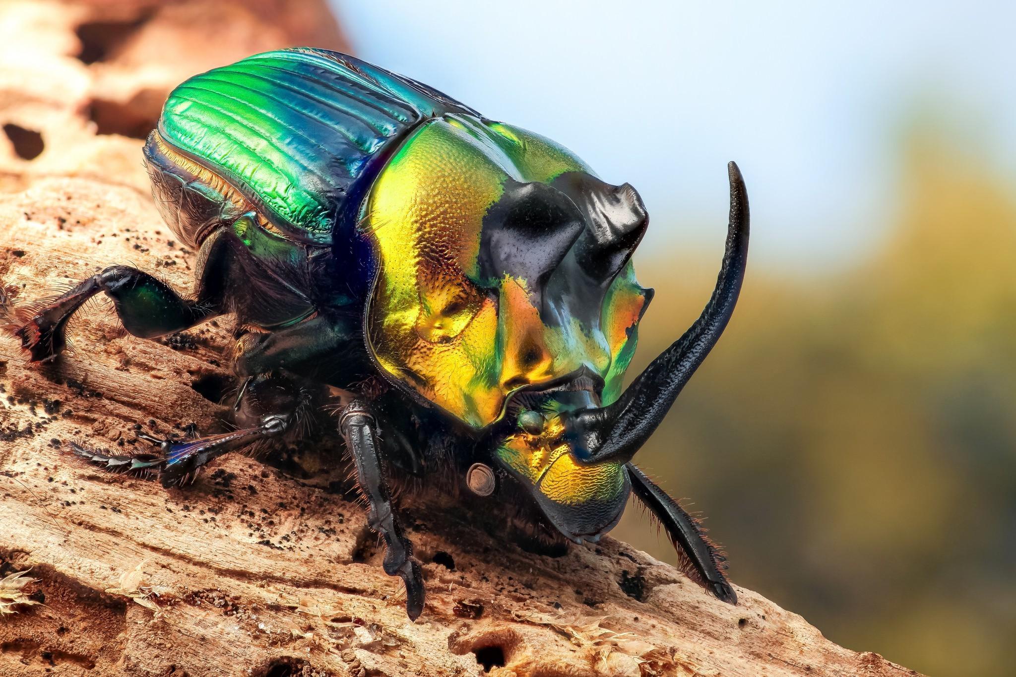 Beetle Insect Wallpapers - Top Free Beetle Insect Backgrounds