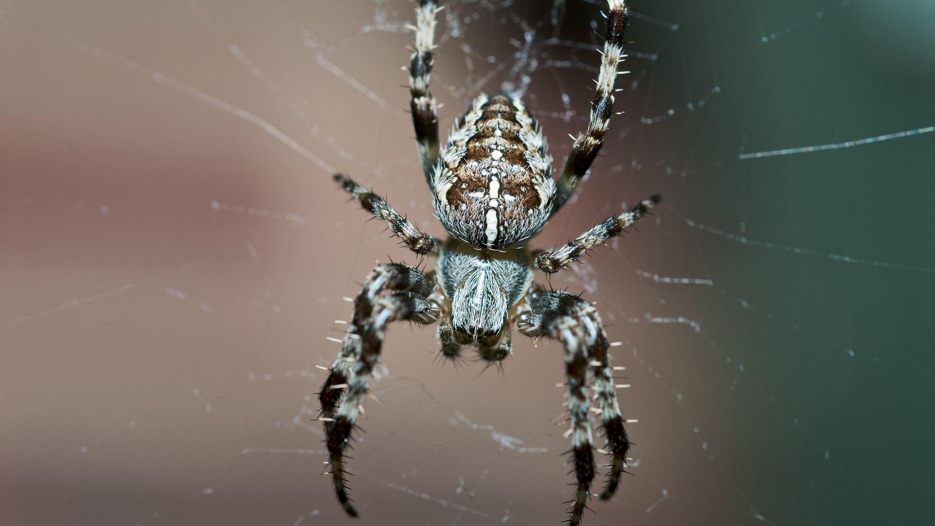 Spider Insect Wallpapers - Top Free Spider Insect Backgrounds ...