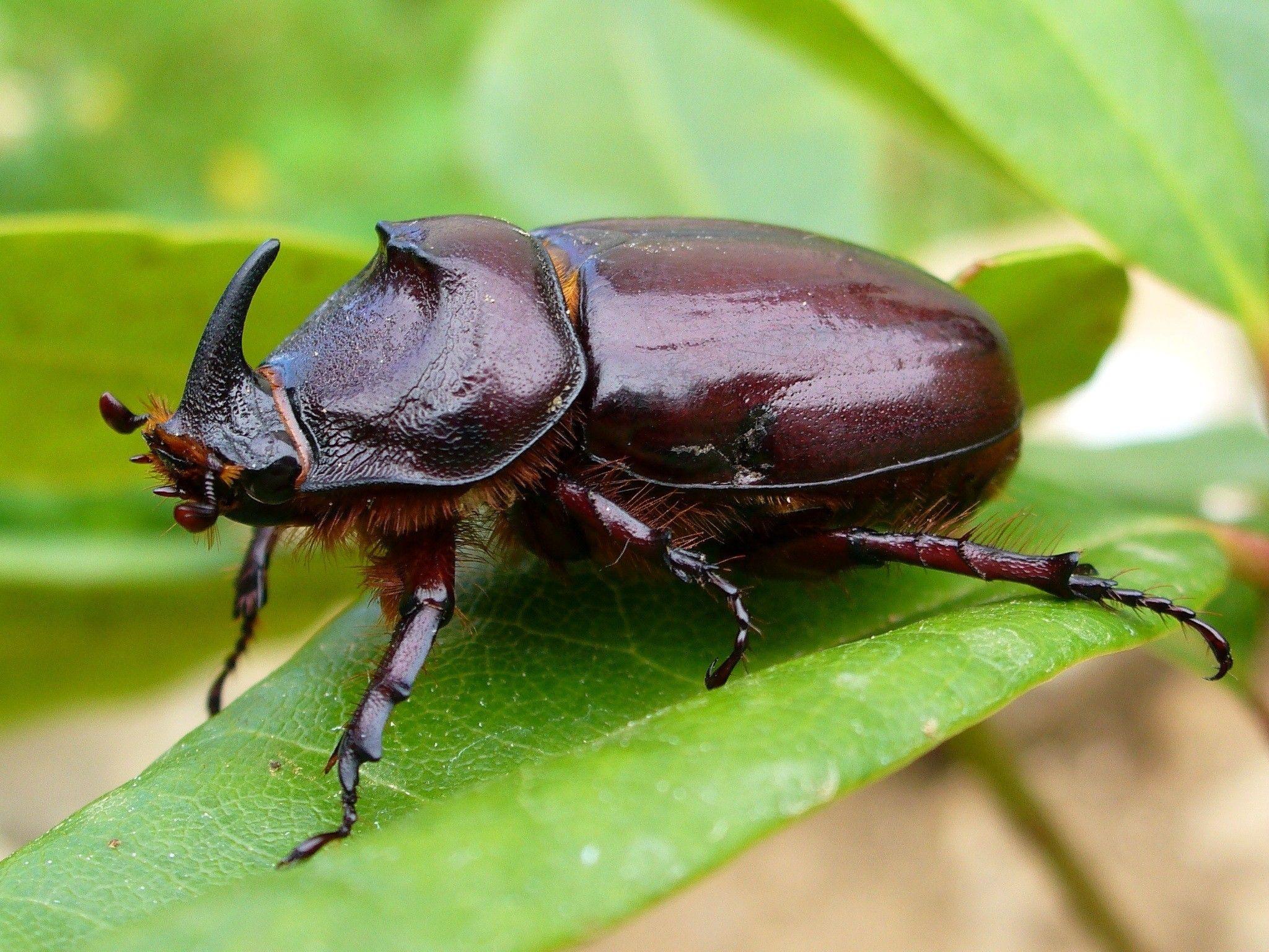 2048x1536 Insect Wallpaper