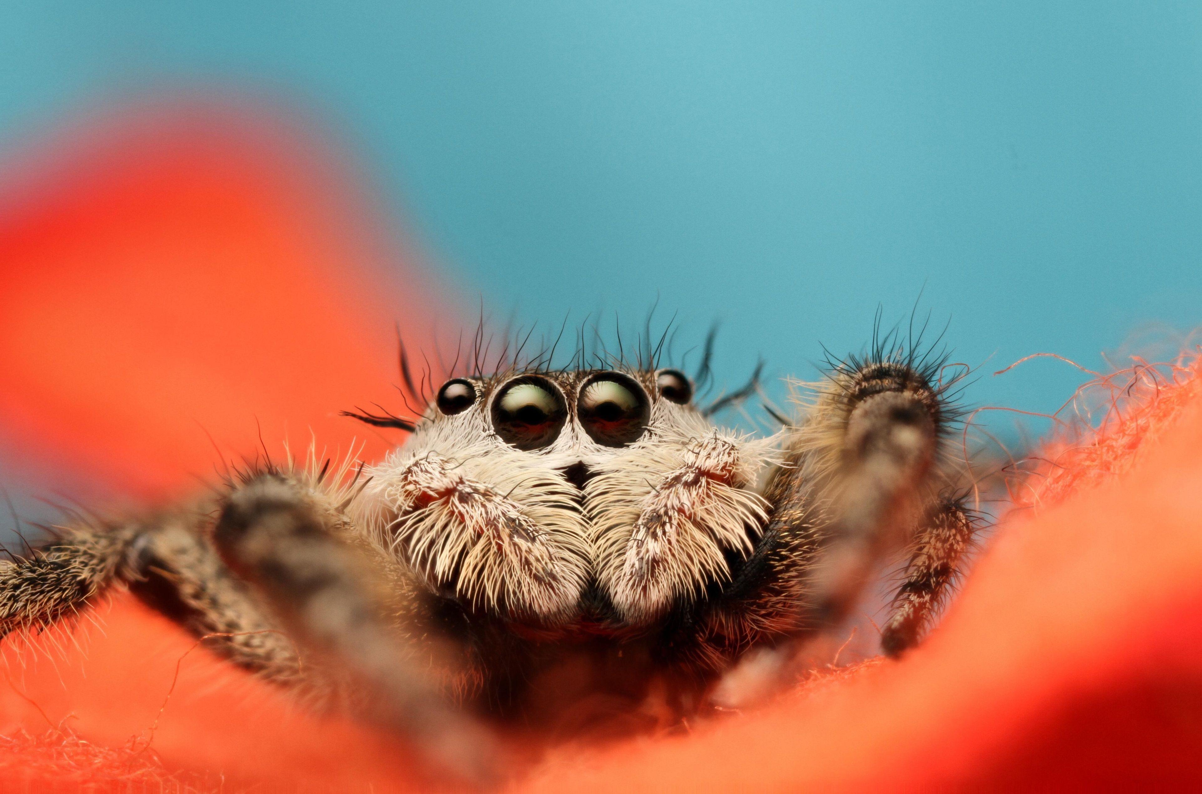 3840x2538 jumping spider 4k image free download. Jumping spider, Spider picture, Spider