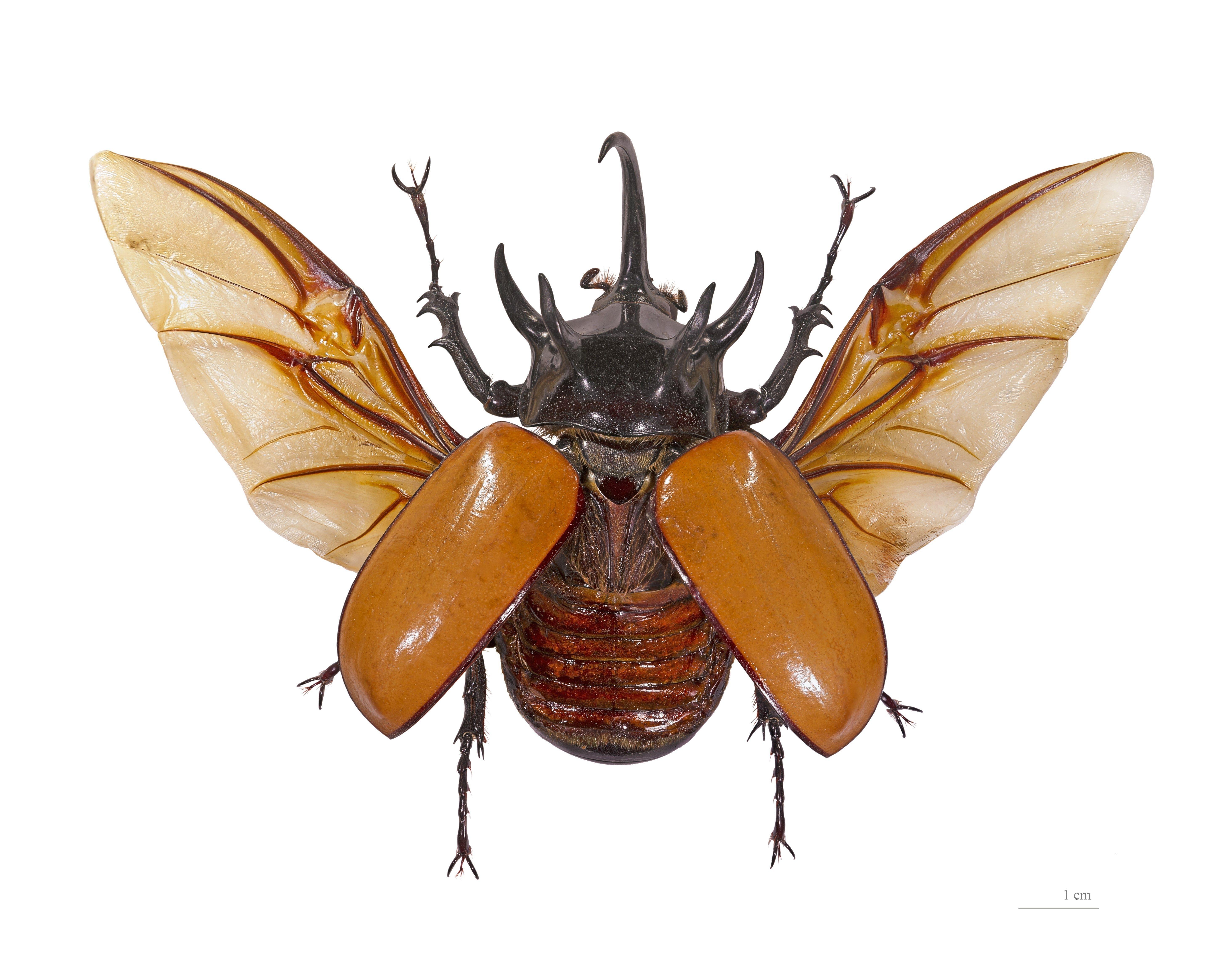 5798x4659 insect : Wallpaper Collection. Insects, Rhino beetle, Arthropods