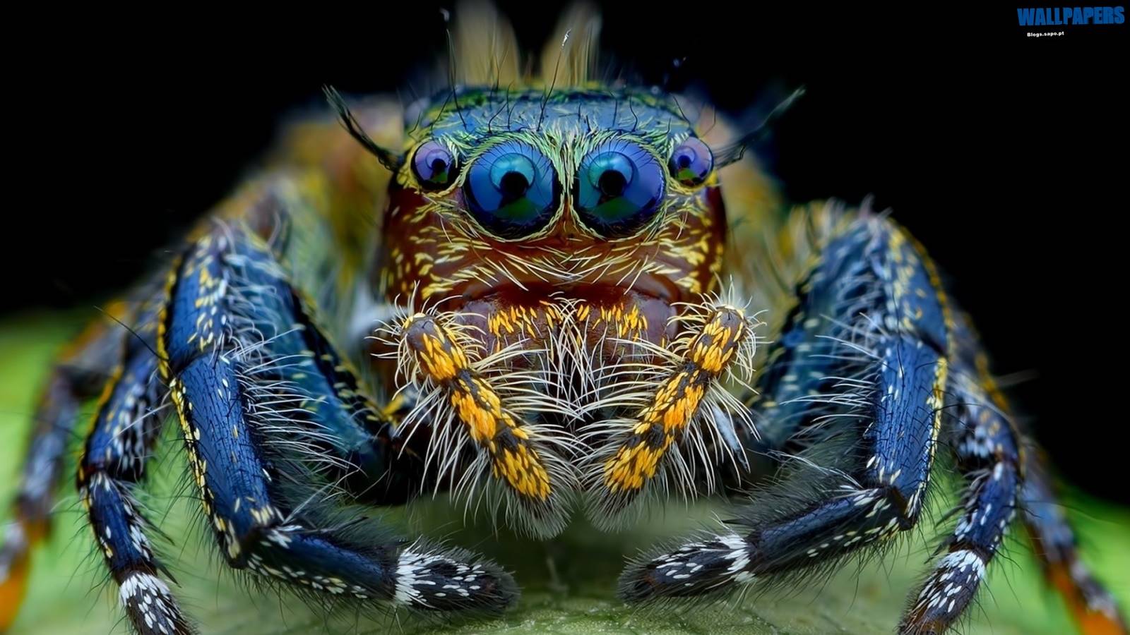 1600x900 Jumping Spider Macro Insect Wallpaper Spider Wallpaper HD HD Wallpaper
