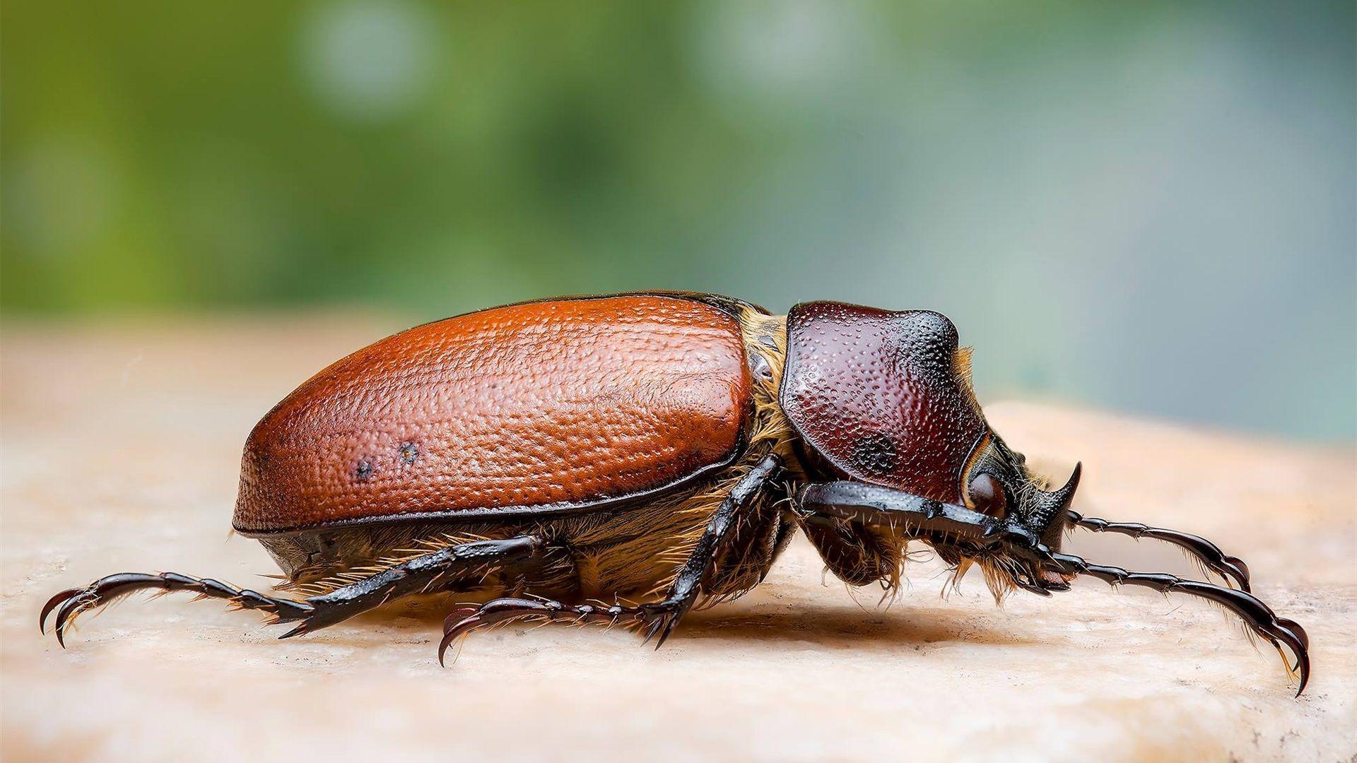 Beetle Insect Wallpapers - Top Free Beetle Insect Backgrounds