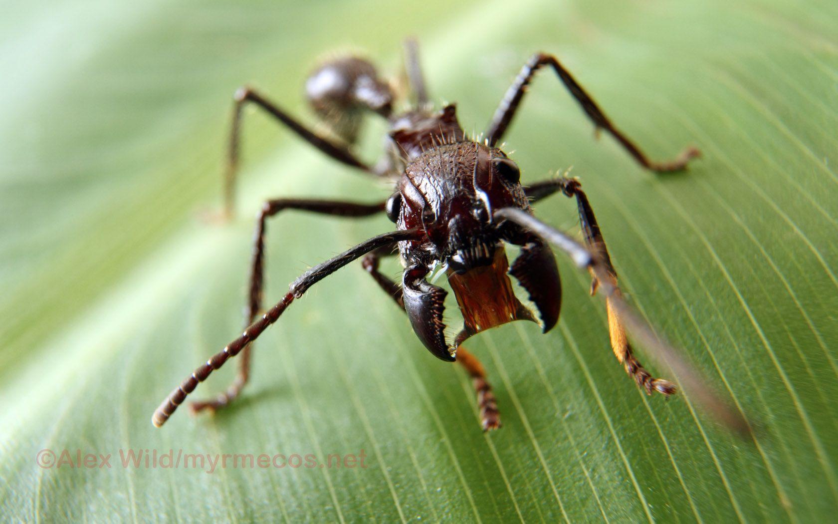 1680x1050 Insect Wallpaper
