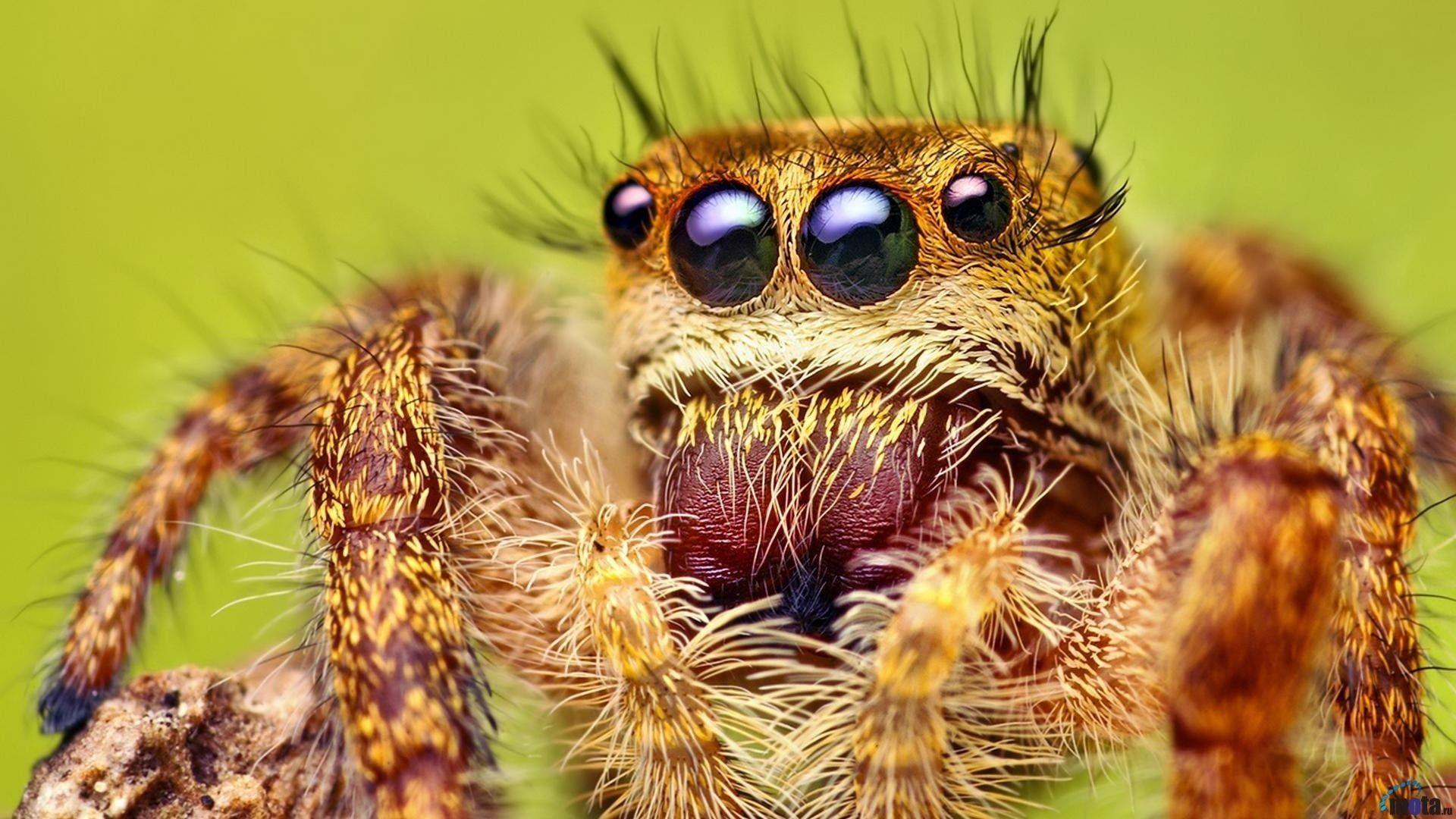 1920x1080 Jumping Spider Wallpaper. Spider Web Wallpaper, Halloween Spider Wallpaper And Spider Man Laptop Wallpaper