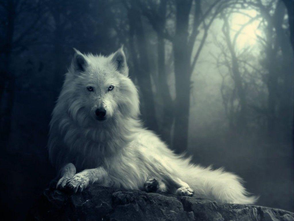1024x768 Beautiful Wolf wallpaperx768
