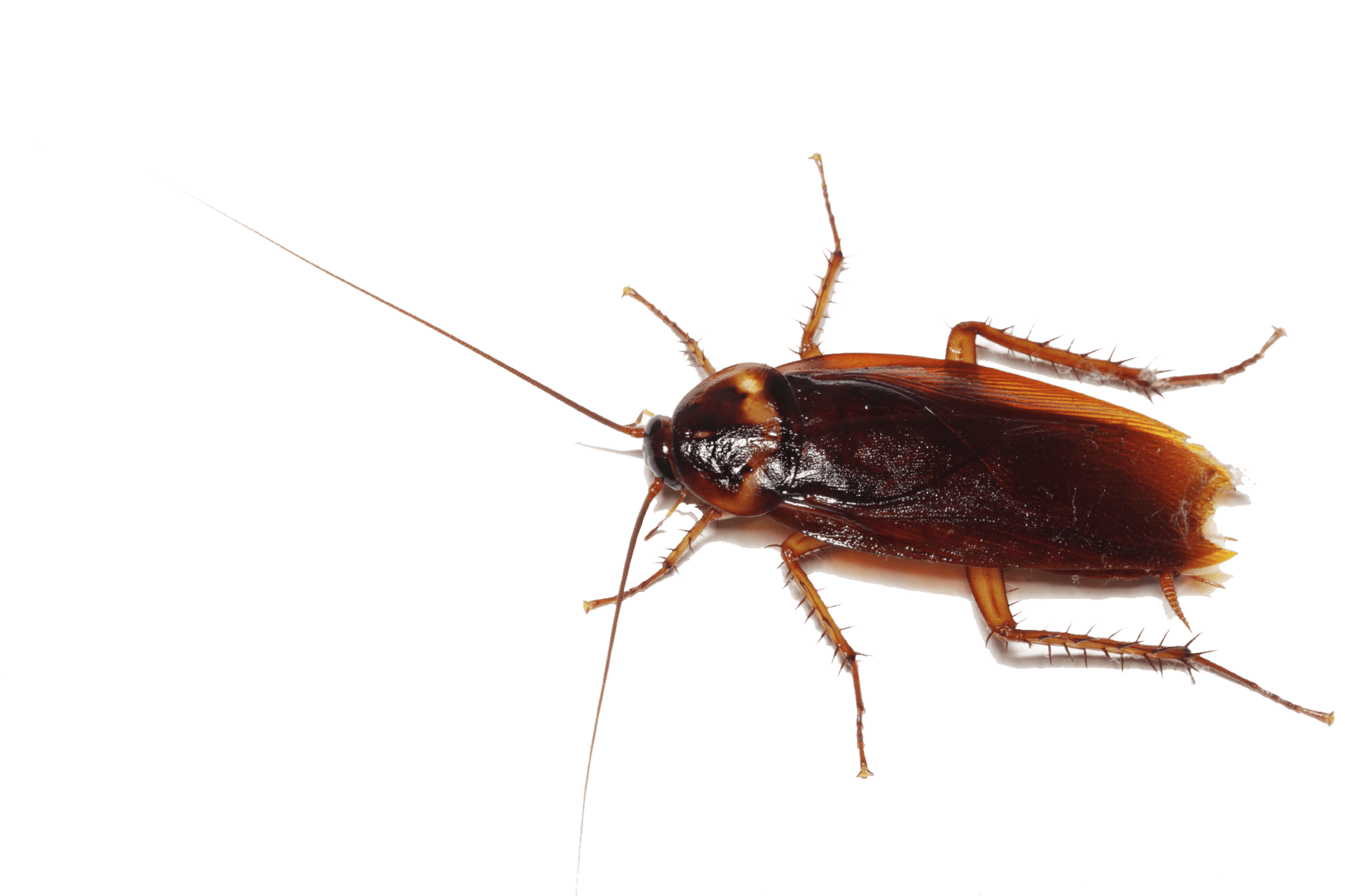 Cockroach Images  Browse 46970 Stock Photos Vectors and Video  Adobe  Stock