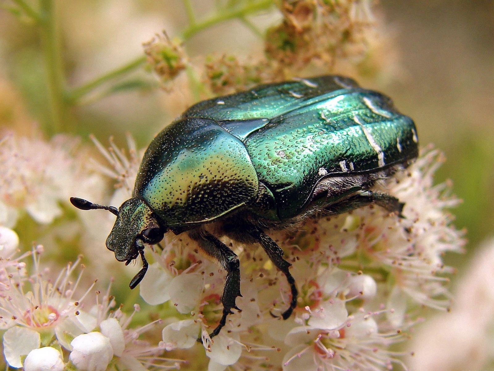 1600x1200 Download wallpaper 1600x1200 beetle, flower, insect HD background