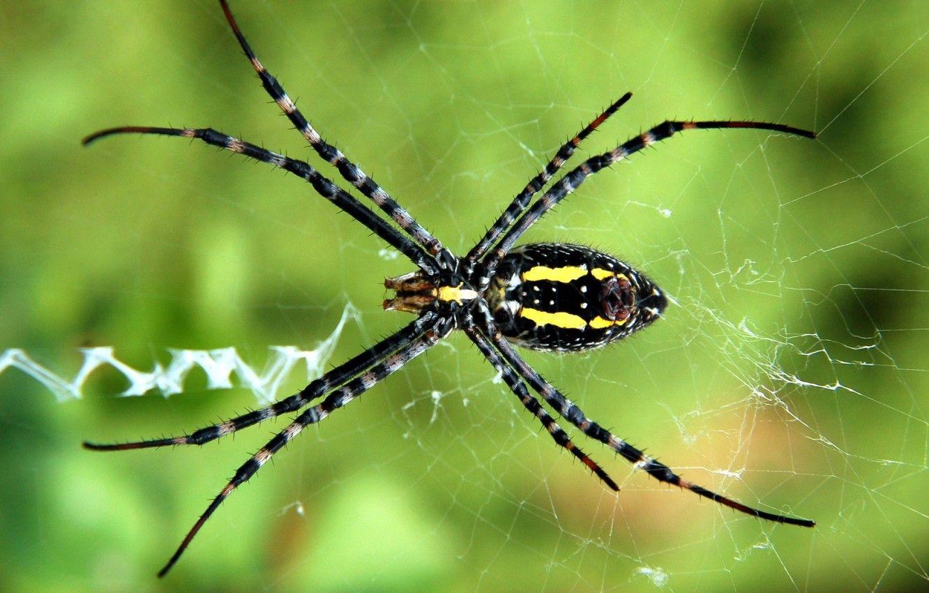 1332x850 Wallpaper web, spider, insect image for desktop, section животные