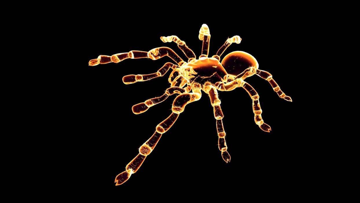 Spider Insect Wallpapers - Top Free Spider Insect Backgrounds ...