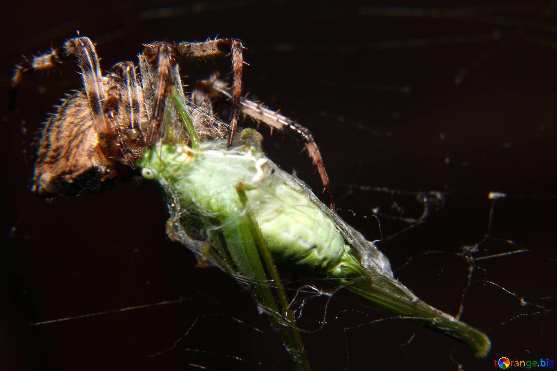 Spider Insect Wallpapers - Top Free Spider Insect Backgrounds ...