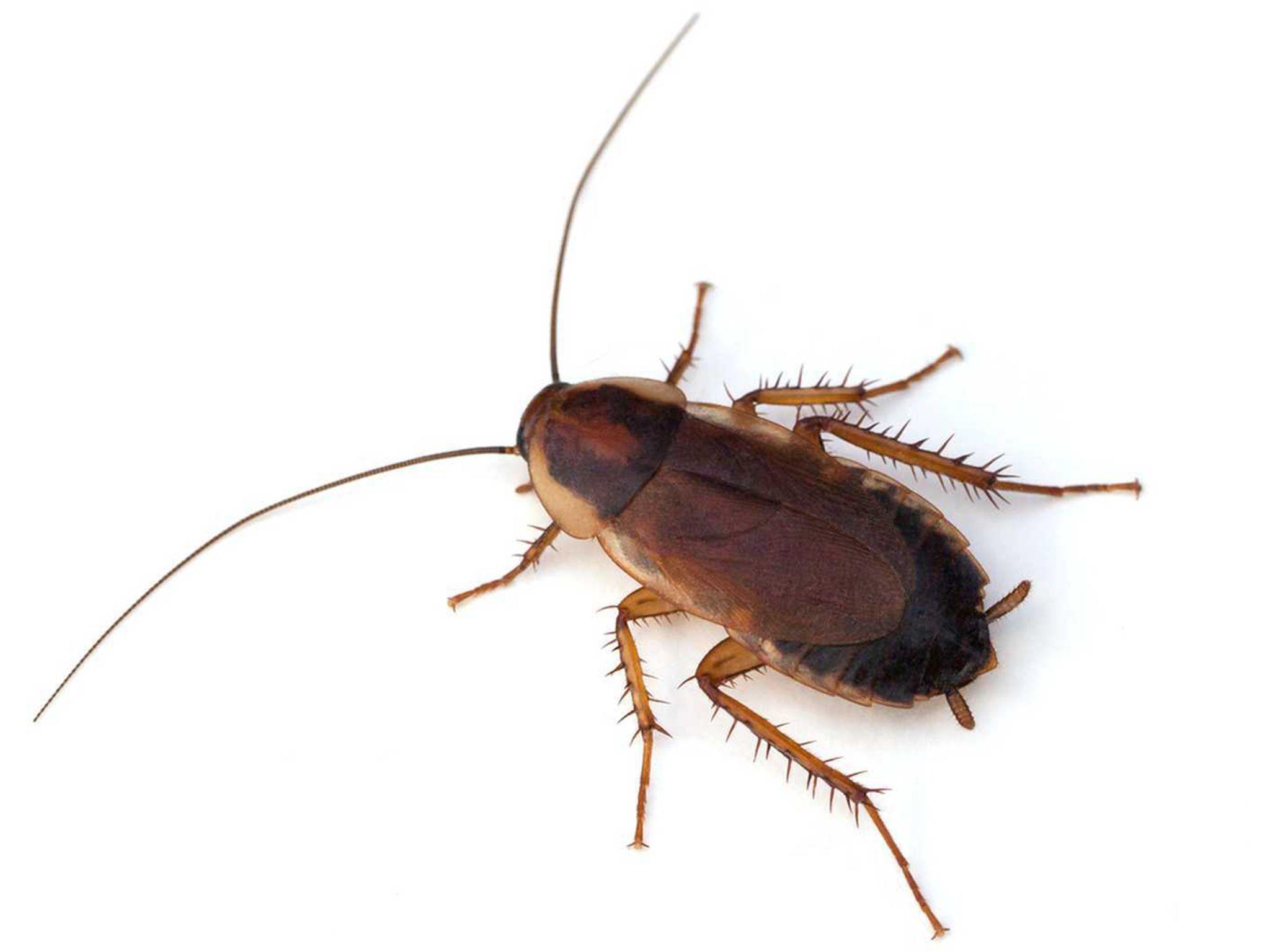 Cockroach Photos Download The BEST Free Cockroach Stock Photos  HD Images