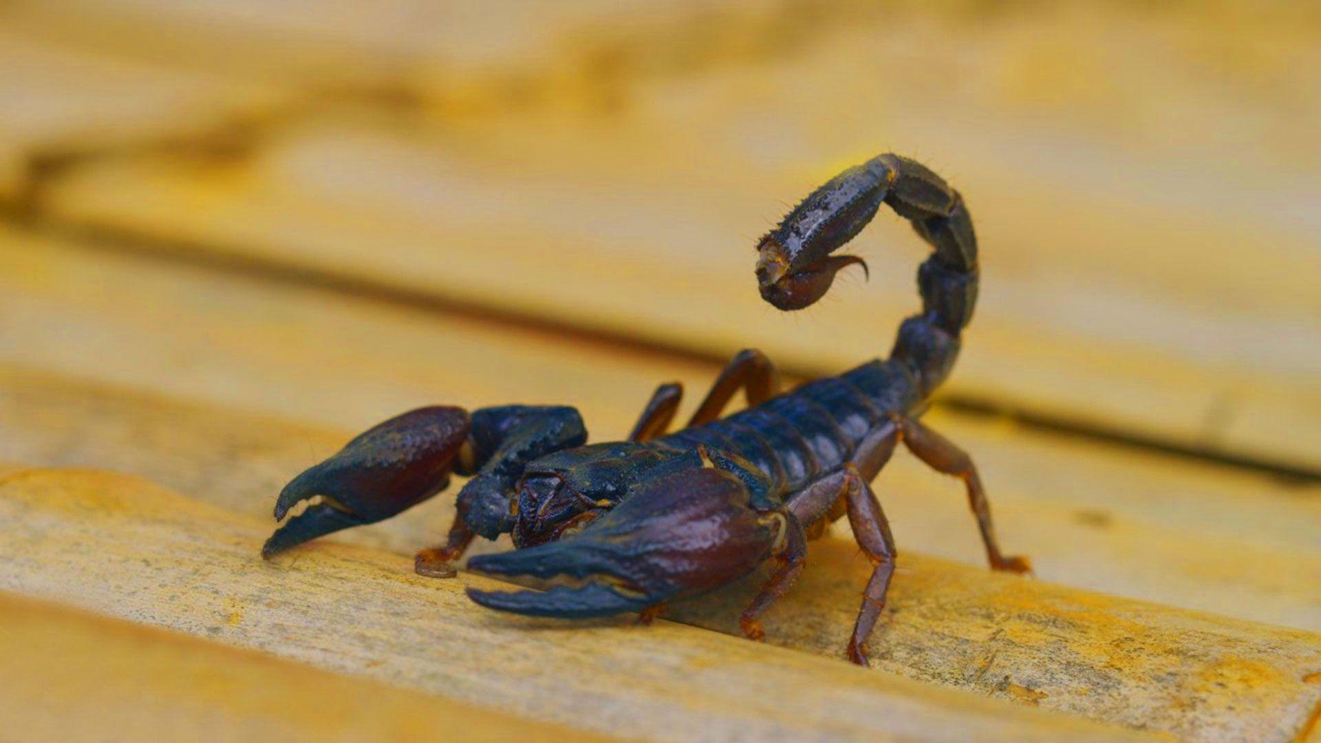1920x1080 hd pics photo stunning attractive scorpion insects macro new HD desktop background wallpaper. Desktop wallpaper background, HD desktop, Insects