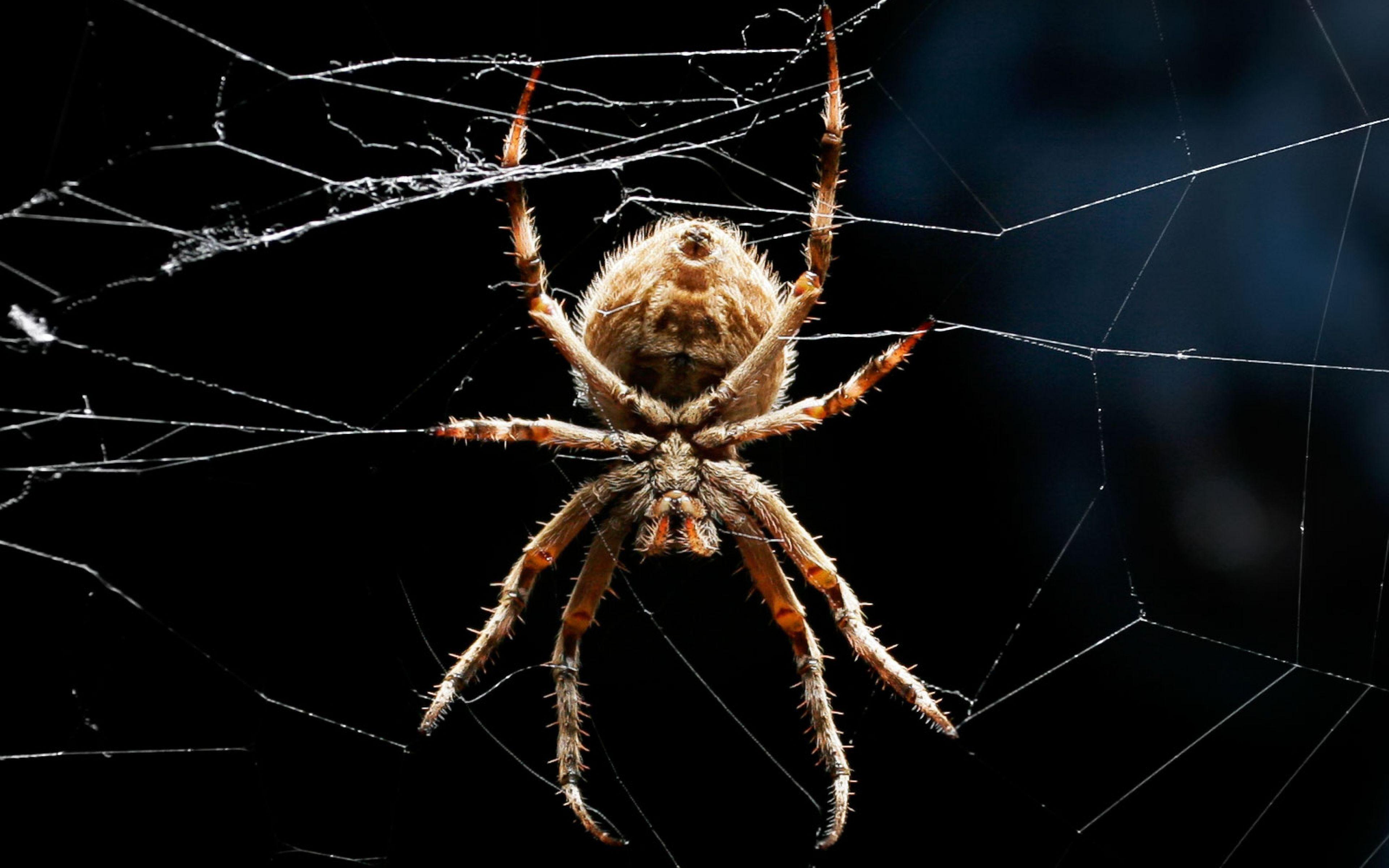 3840x2400 Download Wallpaper 3840x2400 Spider, Legs, Web, Crawling, Insect
