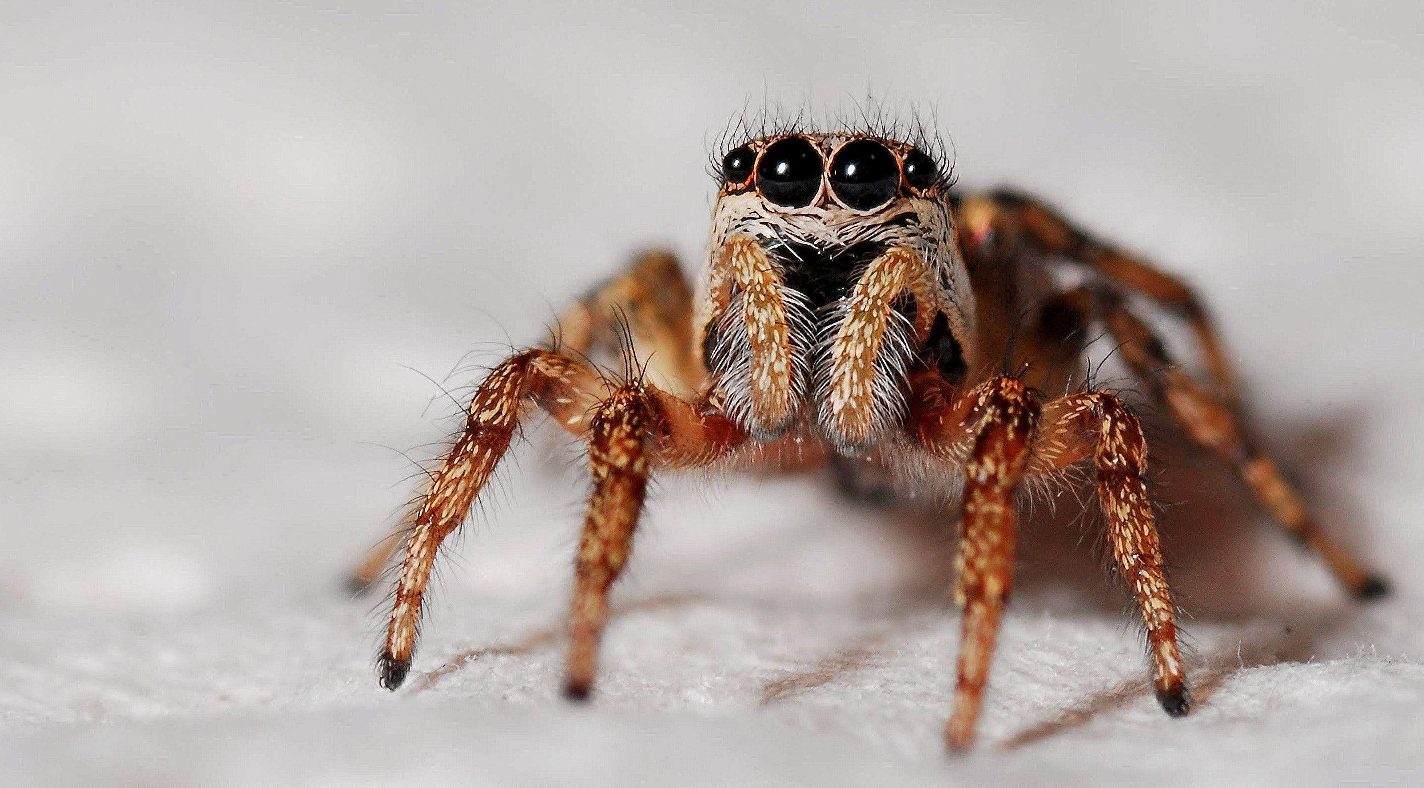 2862x1585 Orange and Black Spider · Free