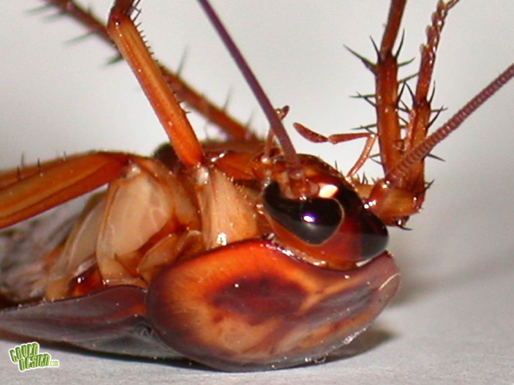 1024x768 Roach Wallpaper