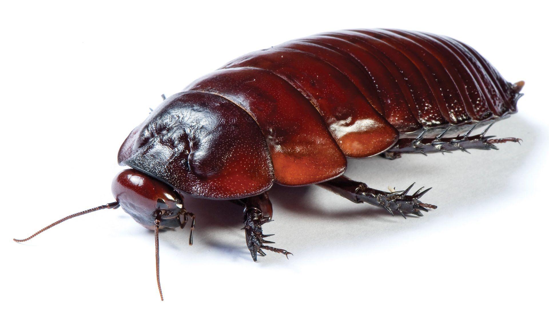 Cockroach Wallpapers Top Free Cockroach Backgrounds Wallpaperaccess