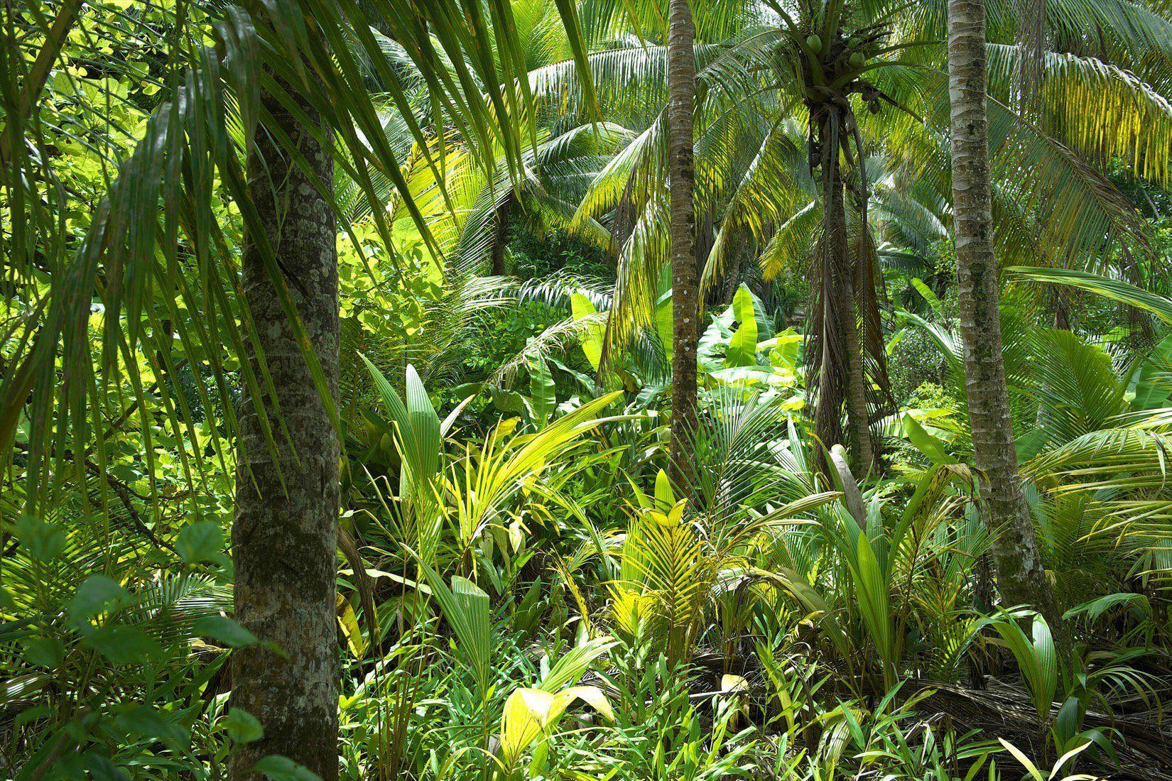 Brazil Jungle Wallpapers - Top Free Brazil Jungle Backgrounds ...