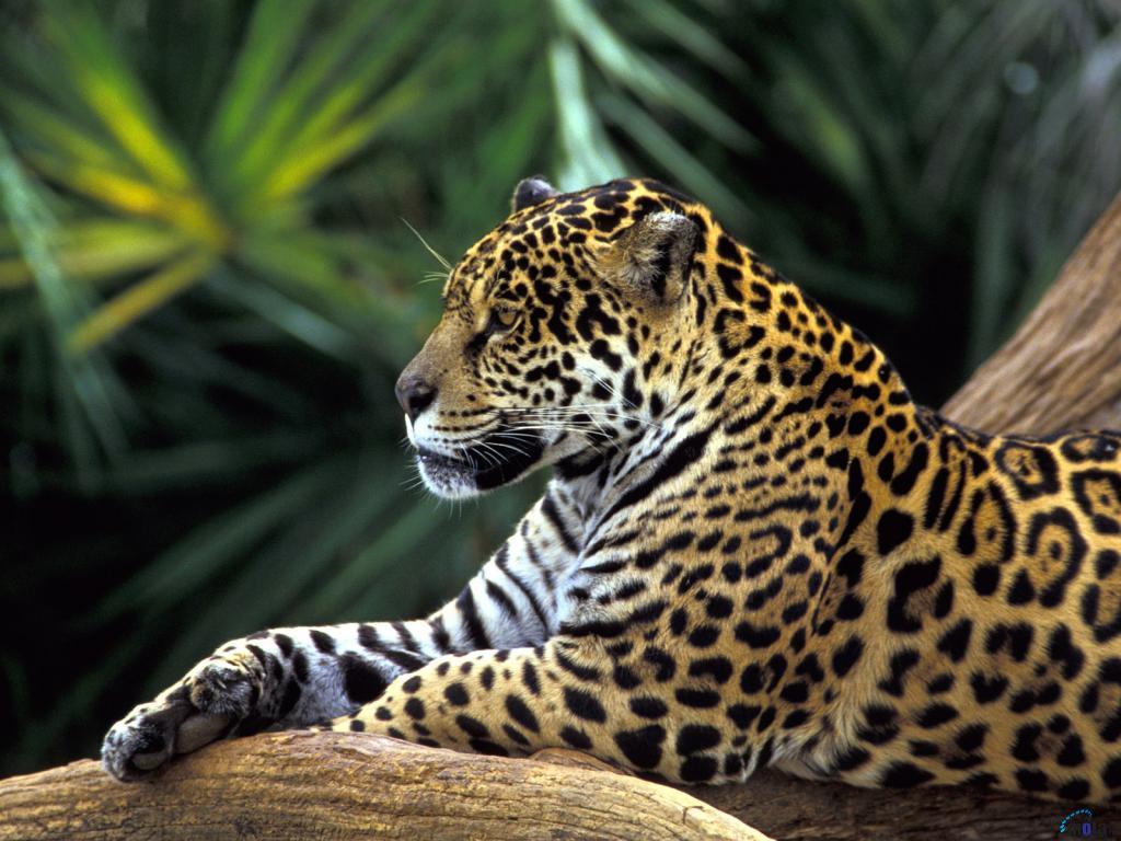 1024x768 Amazon Rainforest Wallpaper
