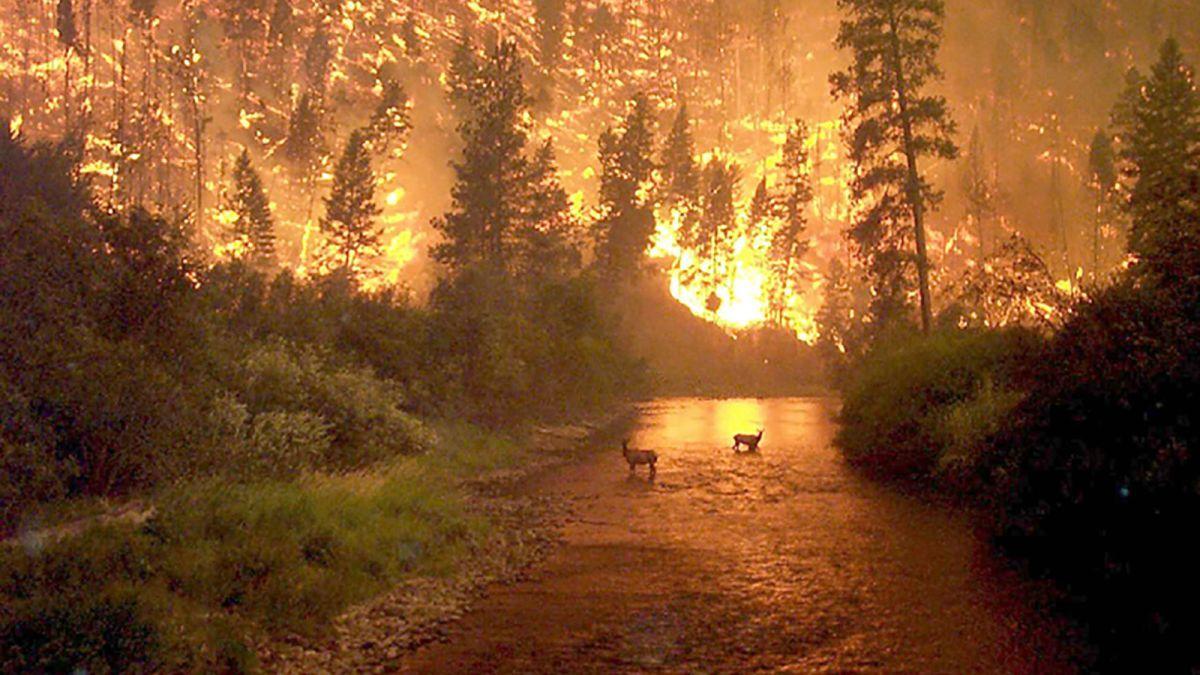 1200x675 Amazon Rainforest Fire Photo: Some Of The Most Shared Image Are Old Or Are Not Of The Amazon