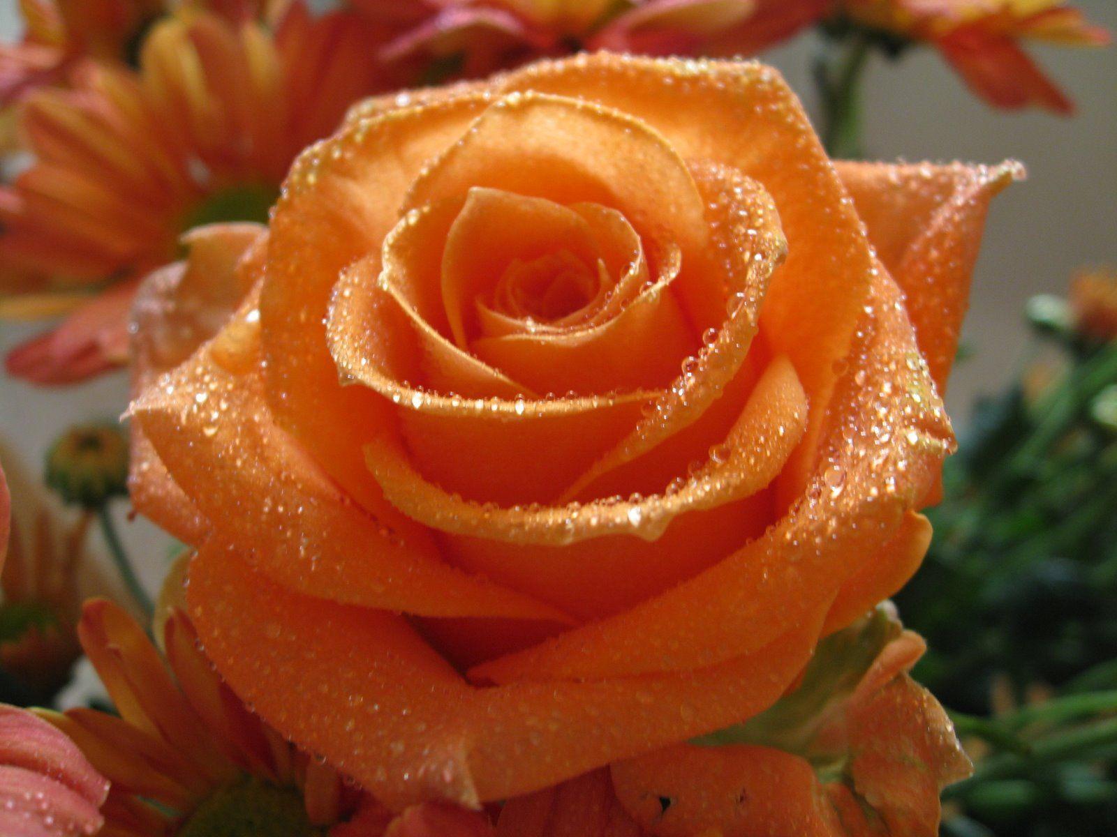1600x1200 flowers for flower lovers.: Orange rose wallpaper. Rose flower wallpaper, Rose flower picture, Orange roses