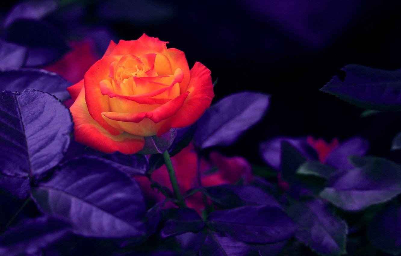 1332x850 Wallpaper Orange, Rose, Flowers, Rosebud, Orange rose, Bud, Rose bud image for desktop, section цветы