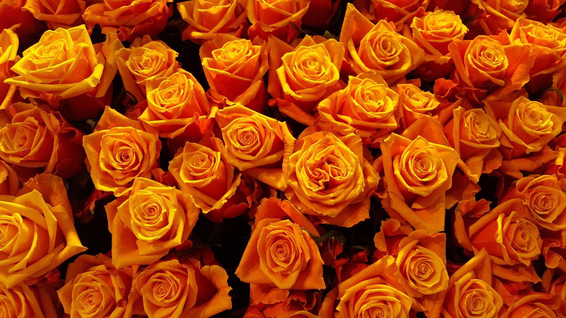 Orange Roses Desktop Wallpapers - Top Free Orange Roses Desktop