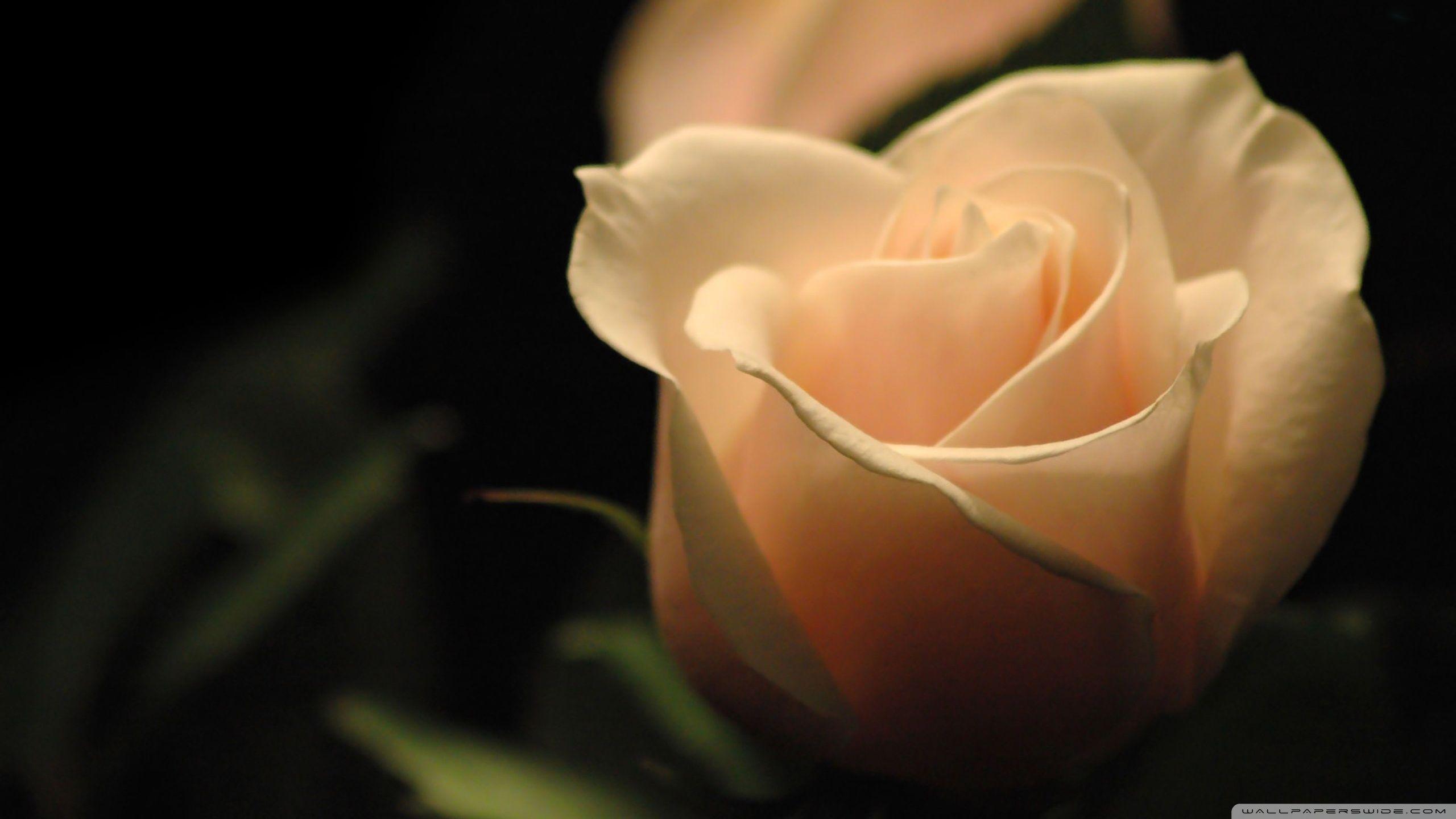 2560x1440 Light Orange Rose Ultra HD Desktop Background Wallpaper for 4K UHD TV : Tablet