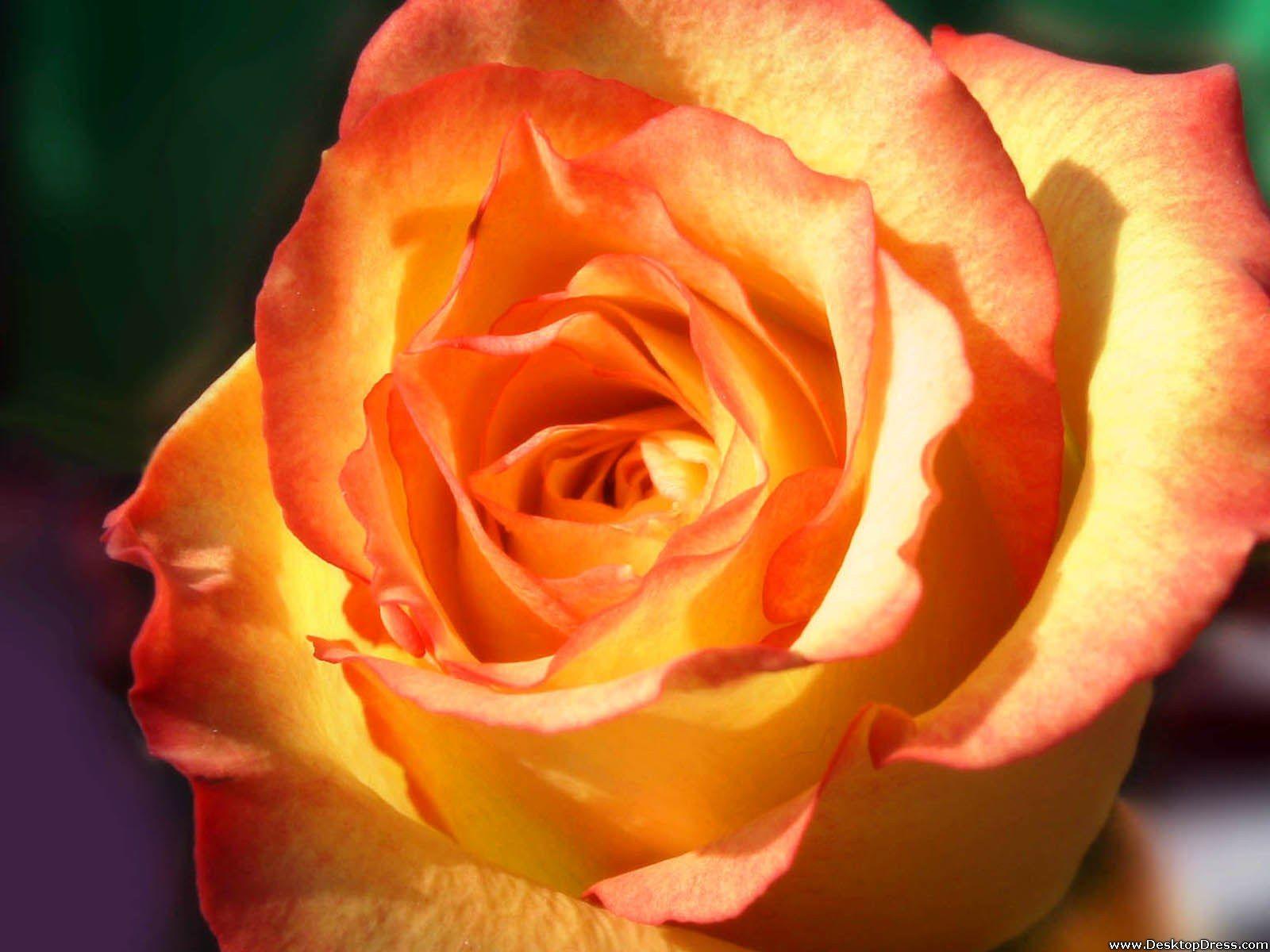 Orange Roses Desktop Wallpapers - Top Free Orange Roses Desktop ...