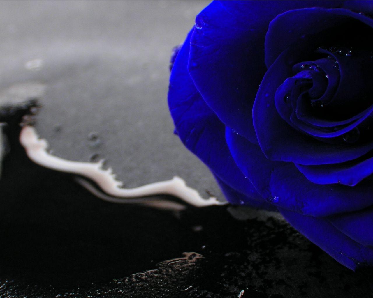 1280x1024 Free download Blue Rose Desktop Wallpaper [2560x1600] for your Desktop, Mobile & Tablet. Explore Blue Rose Wallpaper. Rose Pattern Wallpaper, Rose Gold Wallpaper, Blue Roses Wallpaper Image