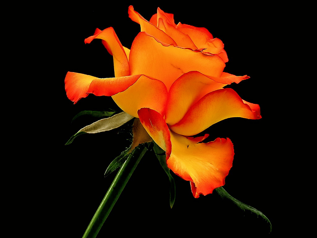 Orange Roses Desktop Wallpapers - Top Free Orange Roses Desktop