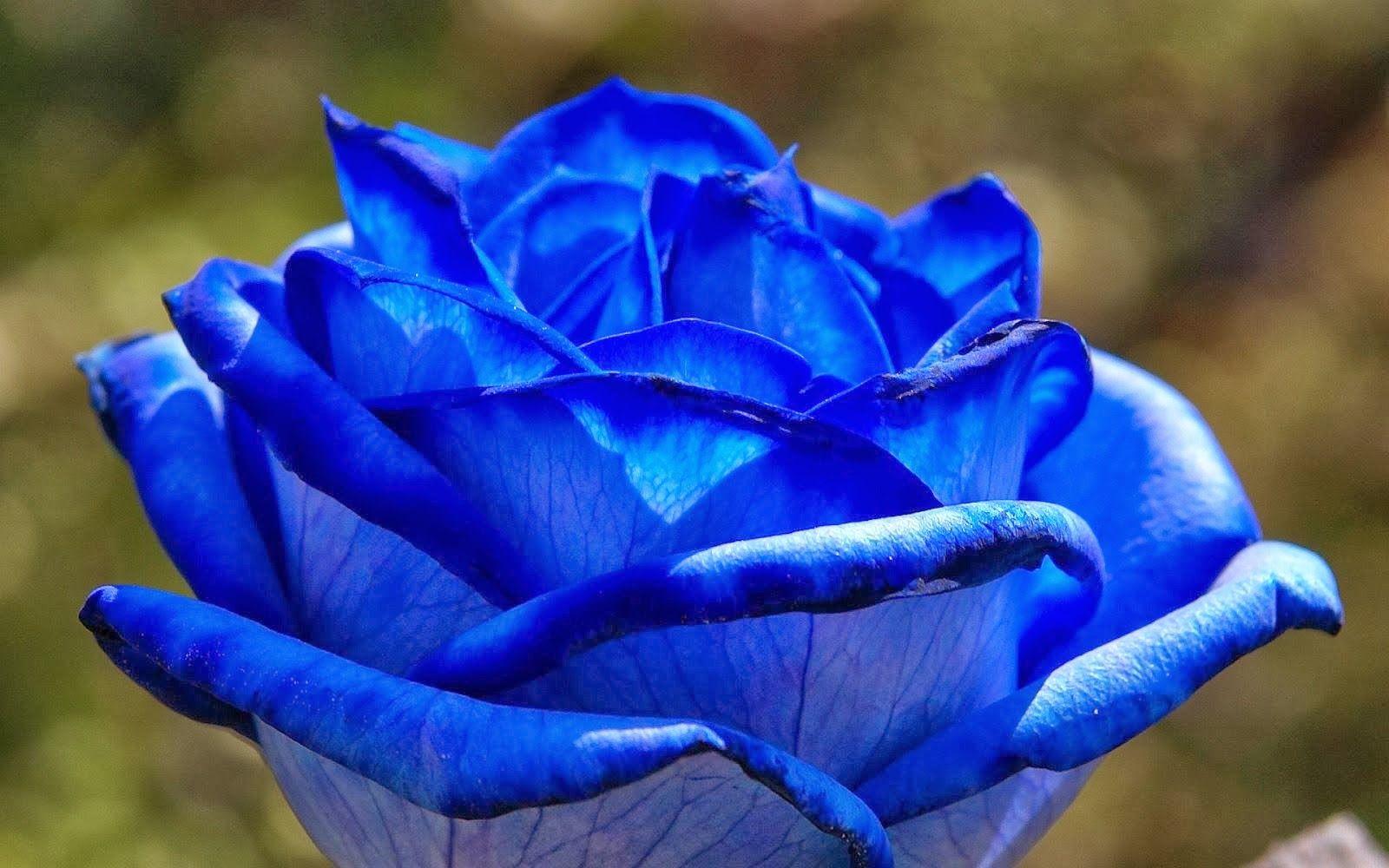 1600x1000 blue rose wallpaper Desktop Wallpaperk HD