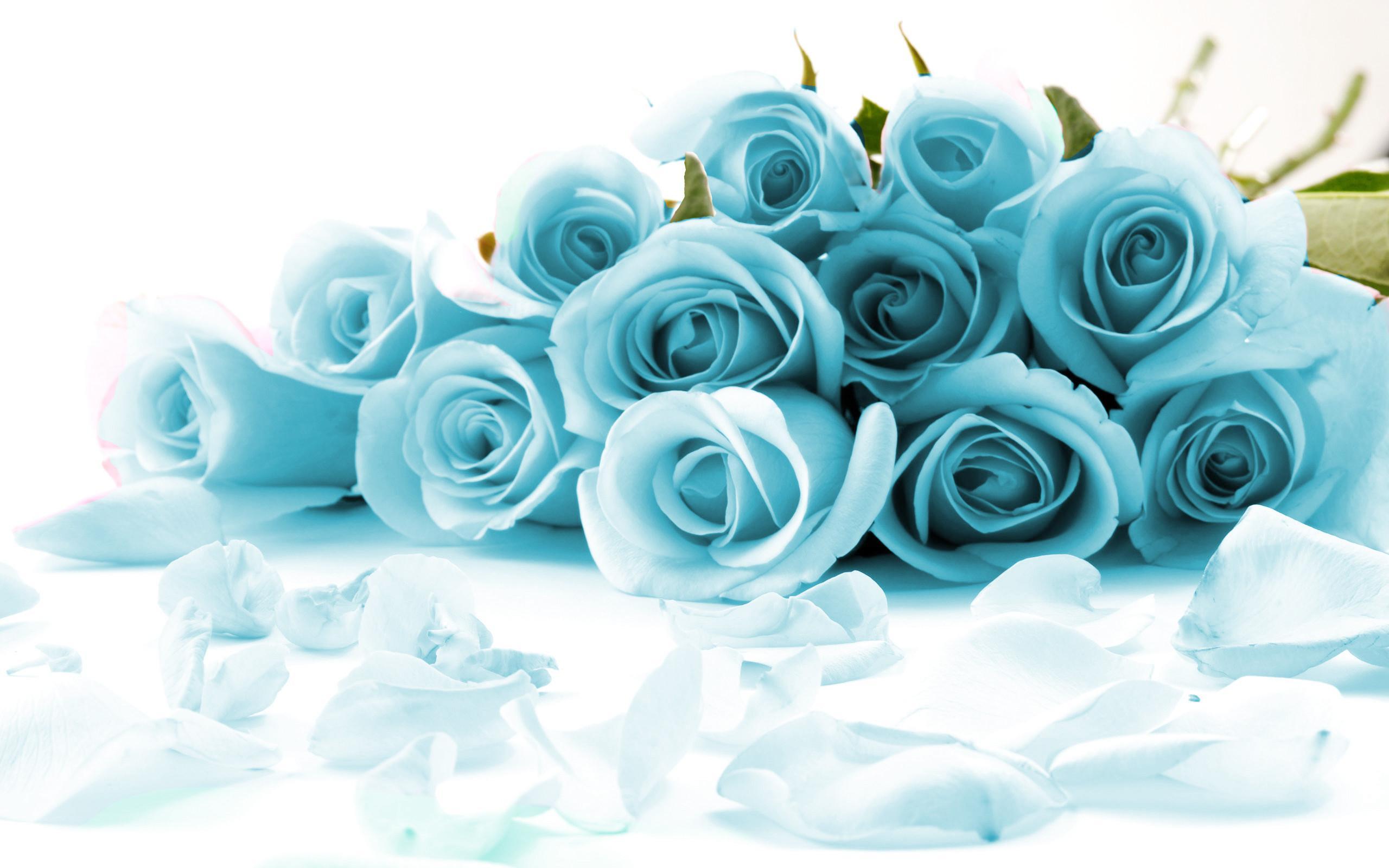 2560x1600 Flower Wallpaper Blue Rose