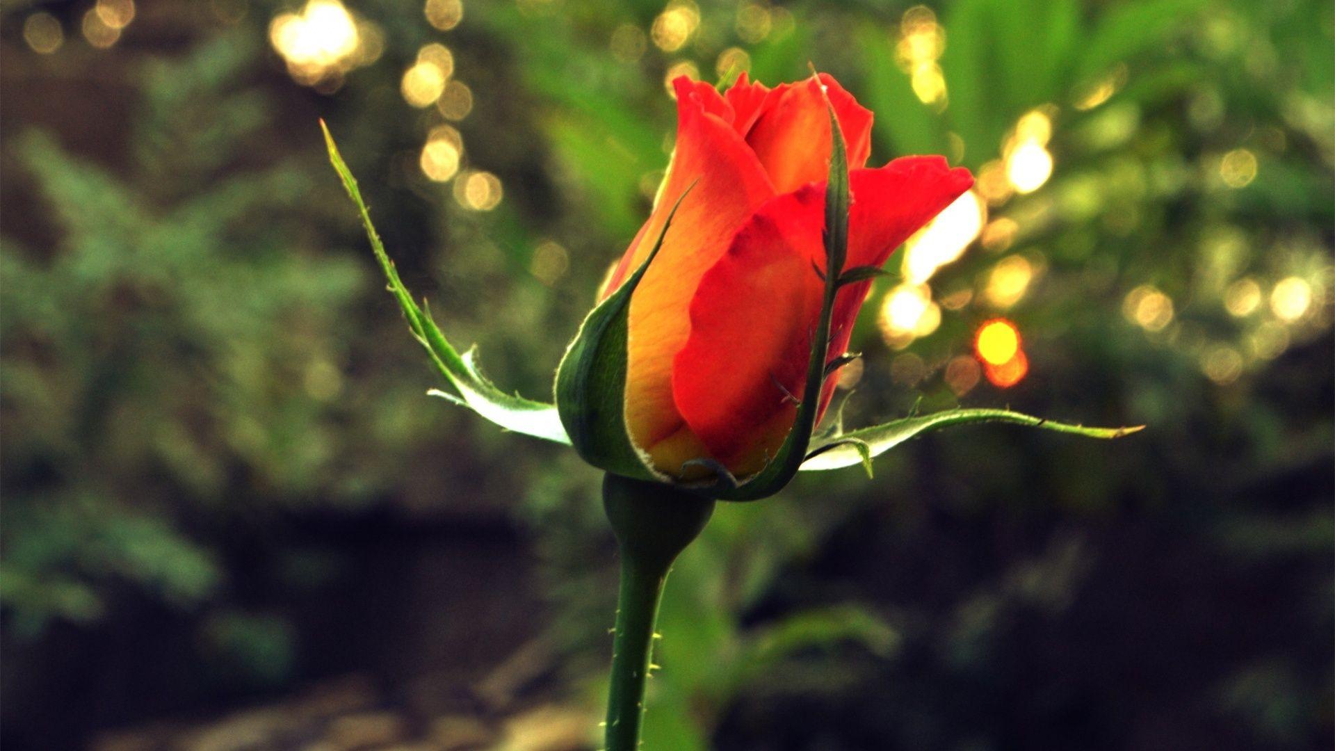 1920x1080 Yellow And Orange Rose Wallpaper