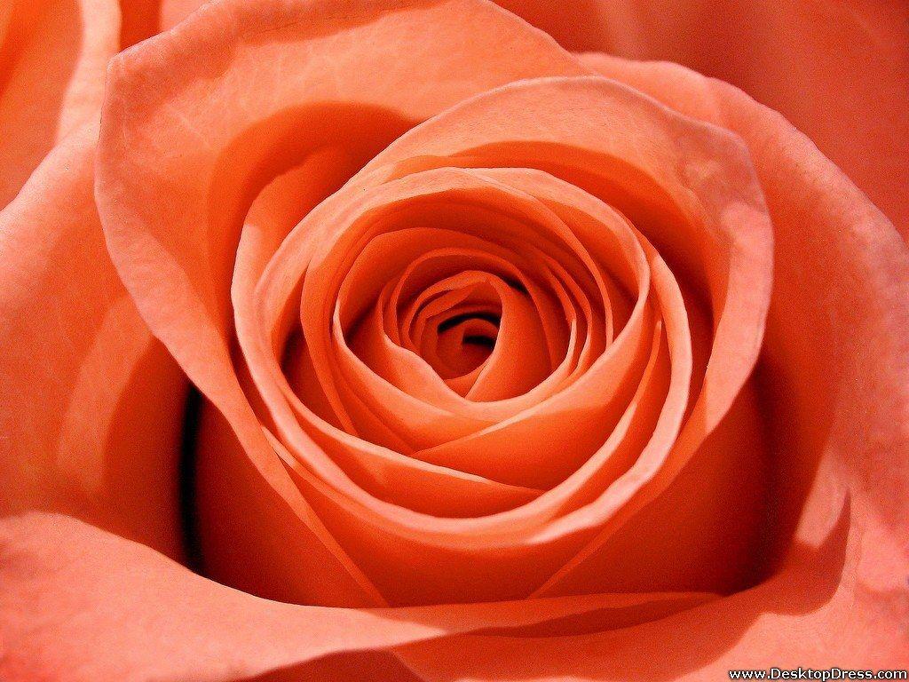 Orange Roses Desktop Wallpapers - Top Free Orange Roses Desktop ...