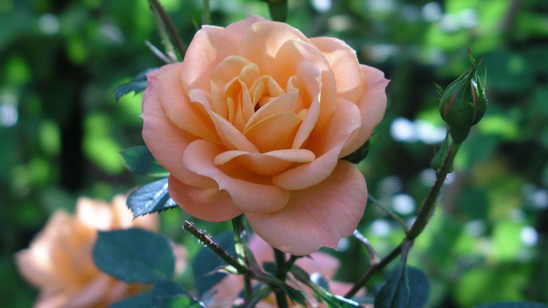 1920x1080 Desktop Wallpaper Close Up, Orange Flower, Bloom, Rose, HD Image, Picture, Background, 267017